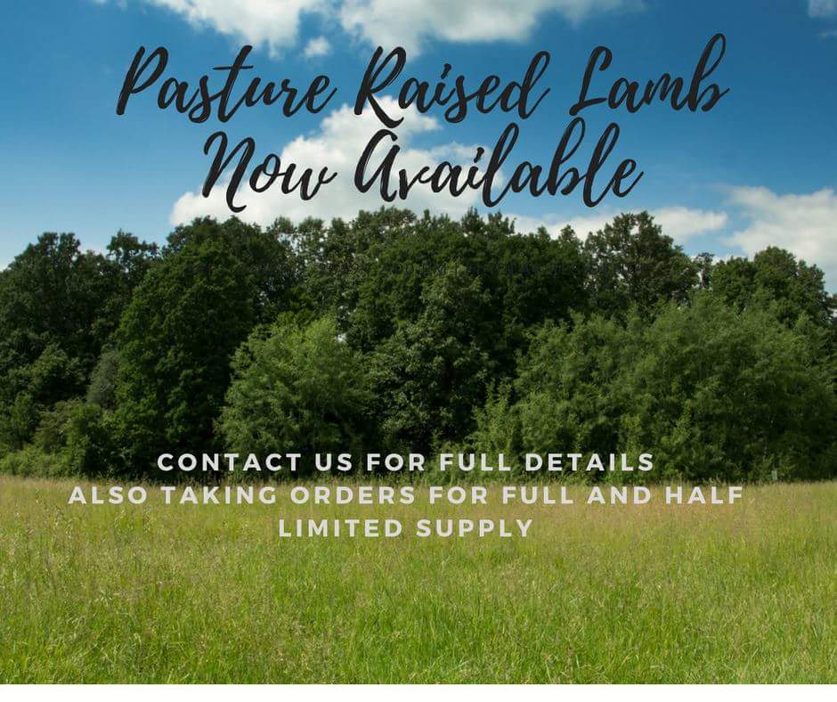 Antibiotic and hormone free local lamb #SupportLocal #farmlife #lamb