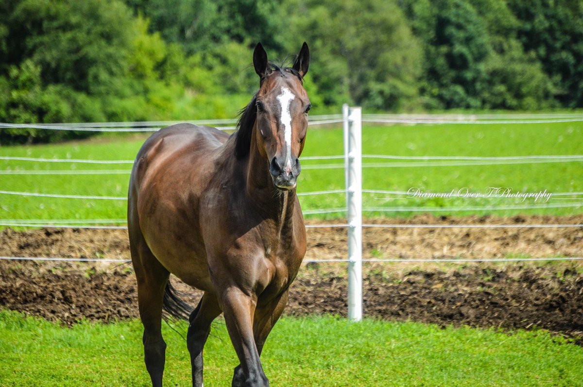 Ivelolharele1's tweet photo. Please consider donating for aftercare funds are needed for hay, vets costs and winter supplies PayPal ivelolharele@frontier.com https://t.co/w7LKDhcNCR
