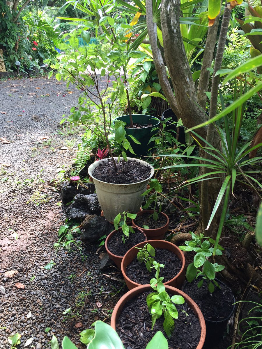 Jai Roberts (@Gardens4Life) / Posts / X