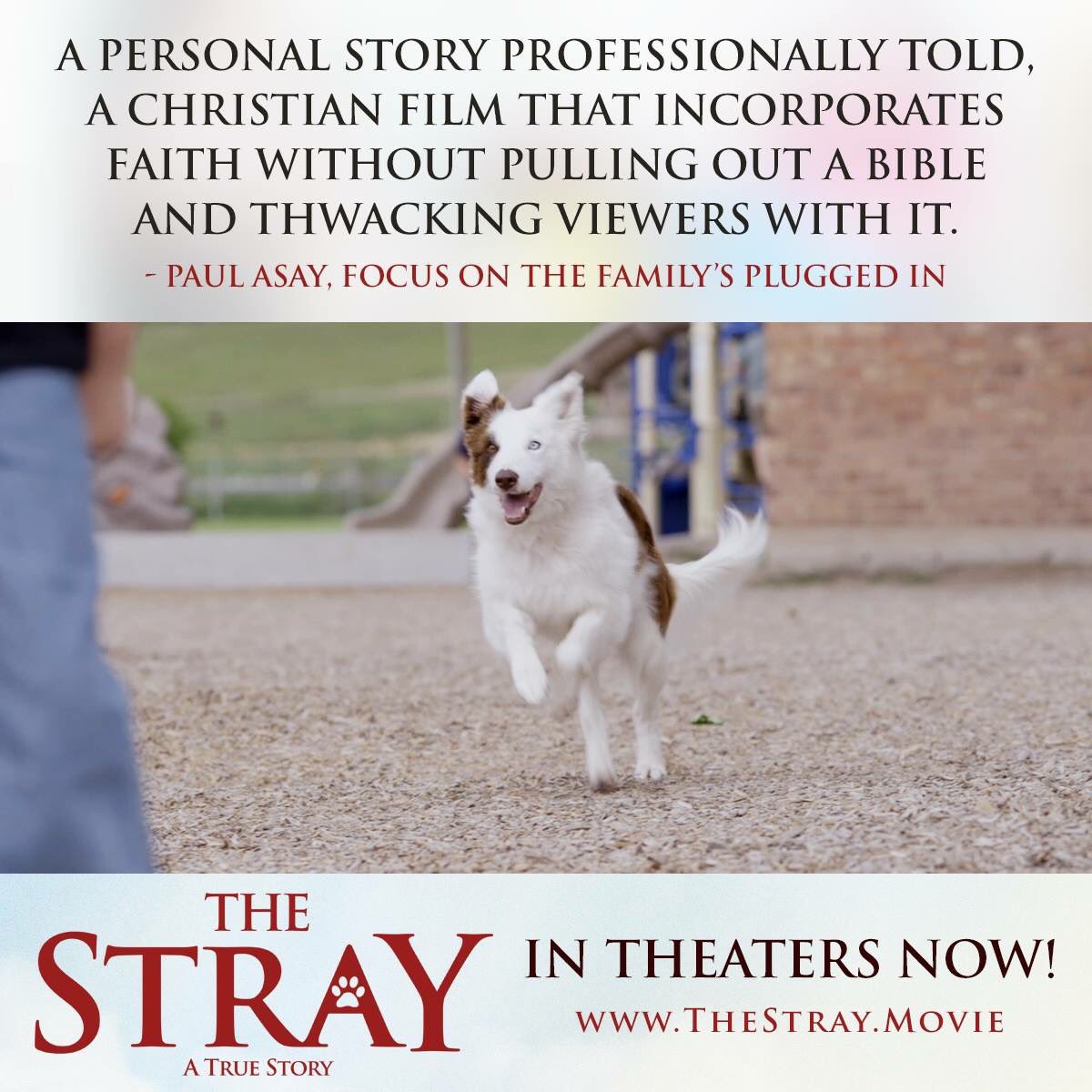 TheStrayDogFilm's tweet photo. THE STRAY is still in theaters! 🐶✨See it this weekend &amp; discover how one dog can change everything! #TheStrayMovie https://t.co/MtEt0nj2ai https://t.co/P25vftEO2E