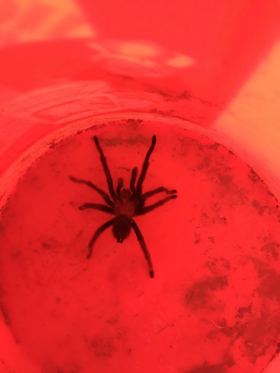 MeekIsNotWeak's tweet photo. Soooo, yeah! 🕷🕸 This guy is bigger than the palm of my hand. ✋🏼 #CanyonLife #MeekIsNotWeak #Black #Beauty https://t.co/fnb12HM3Z8