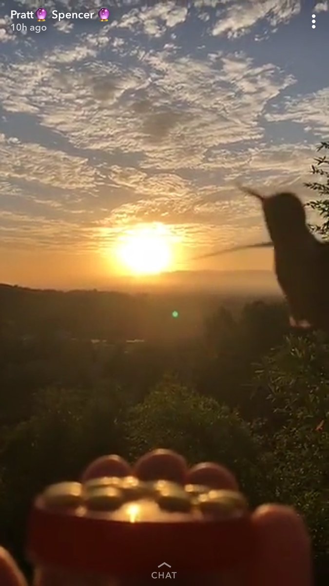 fhockeyd's tweet photo. @stoolpresidente check out Spencer Pratts hummingbird snap. #goldenhour @spencerpratt https://t.co/Qo4nL51wsE