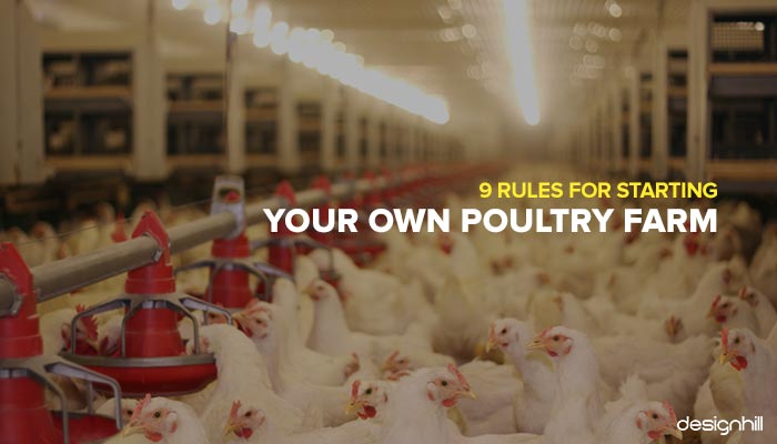 starting a poultry farm starting a poultry farm