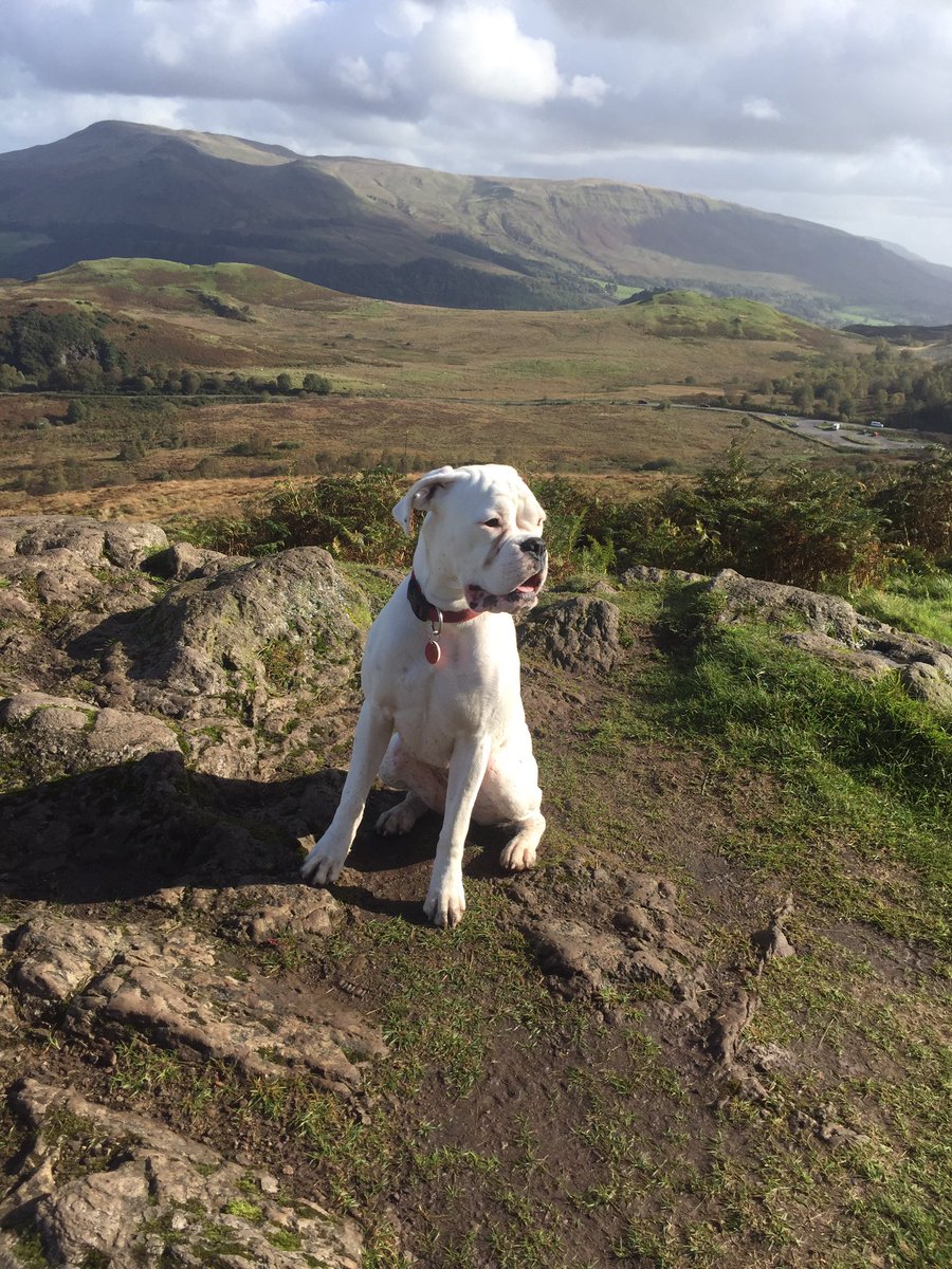 StormTheBoxer's tweet image. Hello peeps, sorry I've not been on for a while, here I am up a hill with @tayldo