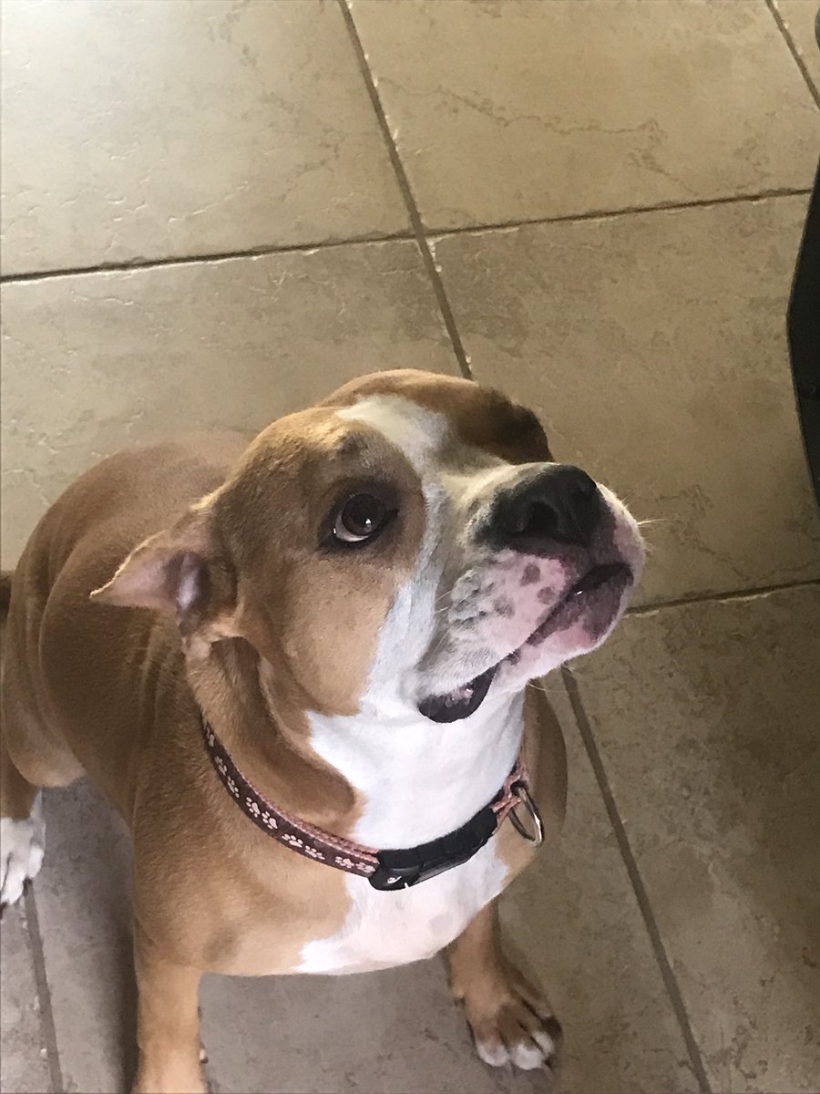 ChefGideon's tweet photo. Help me find Brady.. heartbroken 4417044669. Has a chip https://t.co/xQ2SwteqF1