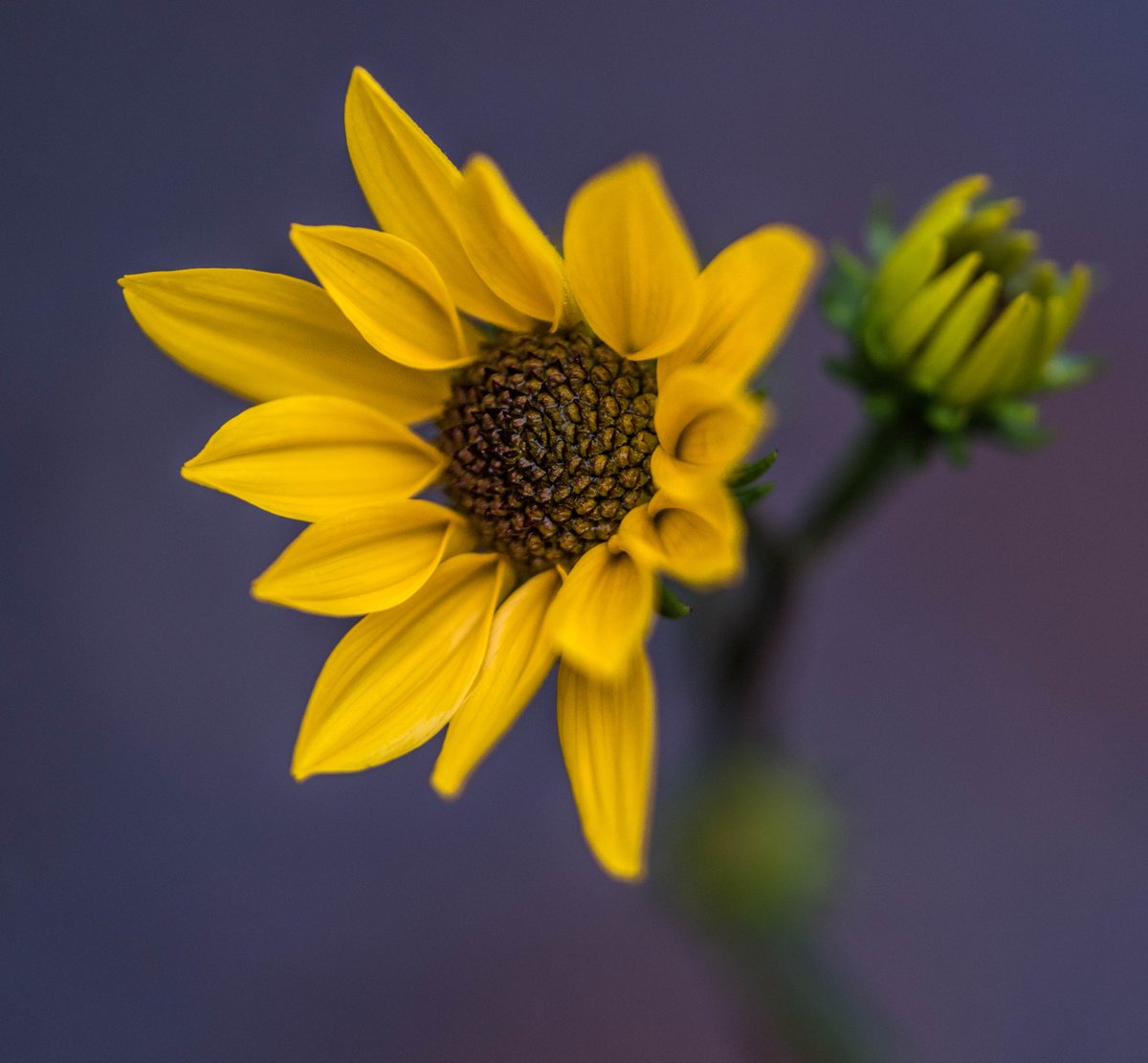 HollyElmoreATL's tweet photo. A simple yellow bloom brings remnants of #summercheer into the #fall. #flowers #cheerfulflowers #urbangardens #NaturePhotography #Atlanta https://t.co/iEAaqGnIBr