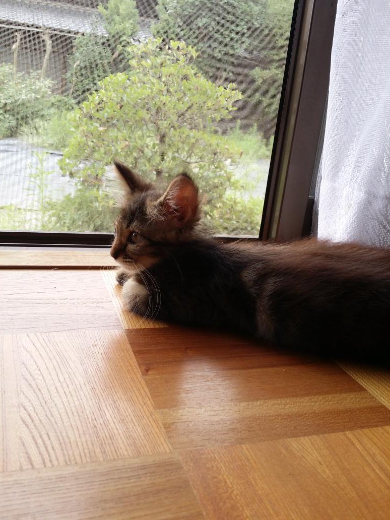 honwakadream's tweet image. ………ぴょこ。

ちびた小さかった😂

#サイドショット晒すとrtが来る