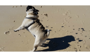 jenterprisesm's tweet photo. 7 Tips For a Pug Delicious Beach Trip https://t.co/O3LWrILVEs https://t.co/CBSR2OedDr