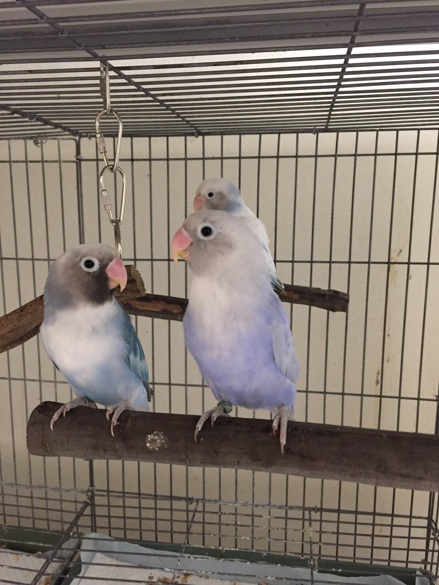 ぽんず ボタンインコ おおお なんと綺麗な色 ラベンダー色でとっても綺麗ですねー D ぽんず ボタンインコ おおお なんと綺麗な色 ラベンダー色でとっても綺麗ですねー D