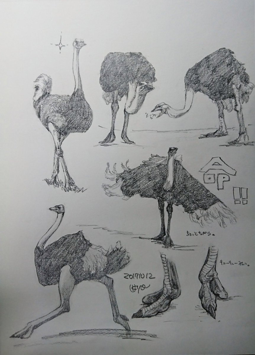 Kagetsu Ukyo 卯京 華月 در توییتر 今日の落書き ダチョウづくし 昔何故か大好き過ぎでした W 落書き 鉛筆画 練習 素描 一日一絵 今日の落書き 絵描き 脊椎動物 鳥類 鳥 ダチョウ 駝鳥 絵描きさんと繋がりたい 絵描きの輪 絵描き人