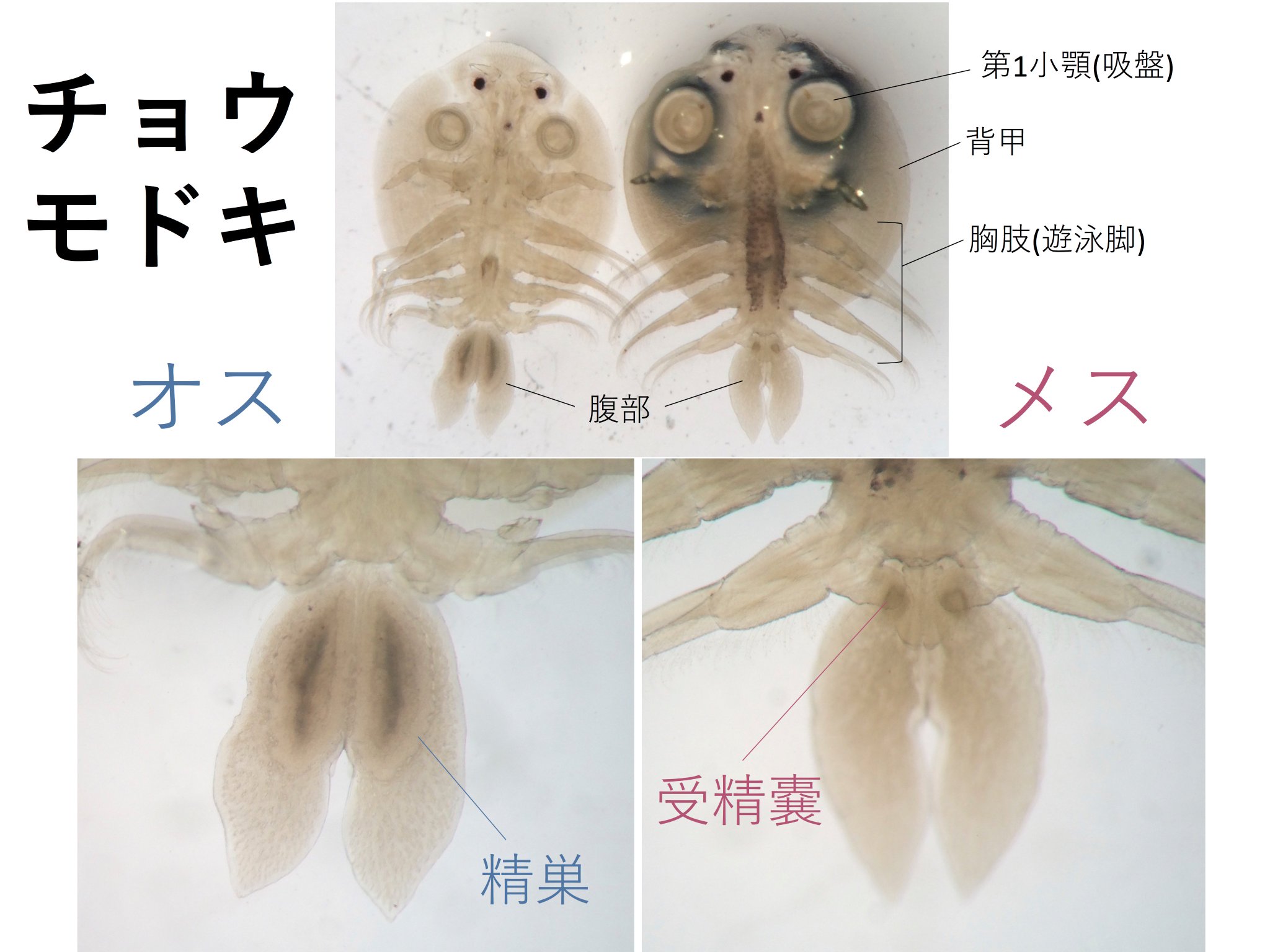 放浪 님의 트위터 この流れを一枚で説明せねば 反省 淡水魚の寄生虫チョウ T Co Hmdvgzse8t 트위터