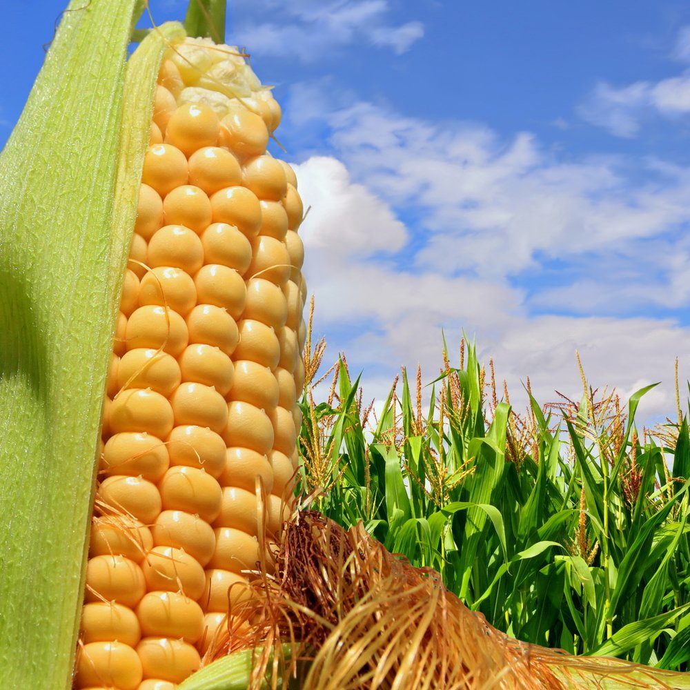 SPGEnergyAg's tweet photo. Private exporters sell 150,000 mt of #UScorn to Mexico: @USDA https://t.co/3XporzMHY9 #cornexport https://t.co/5IjRjFp8Dc