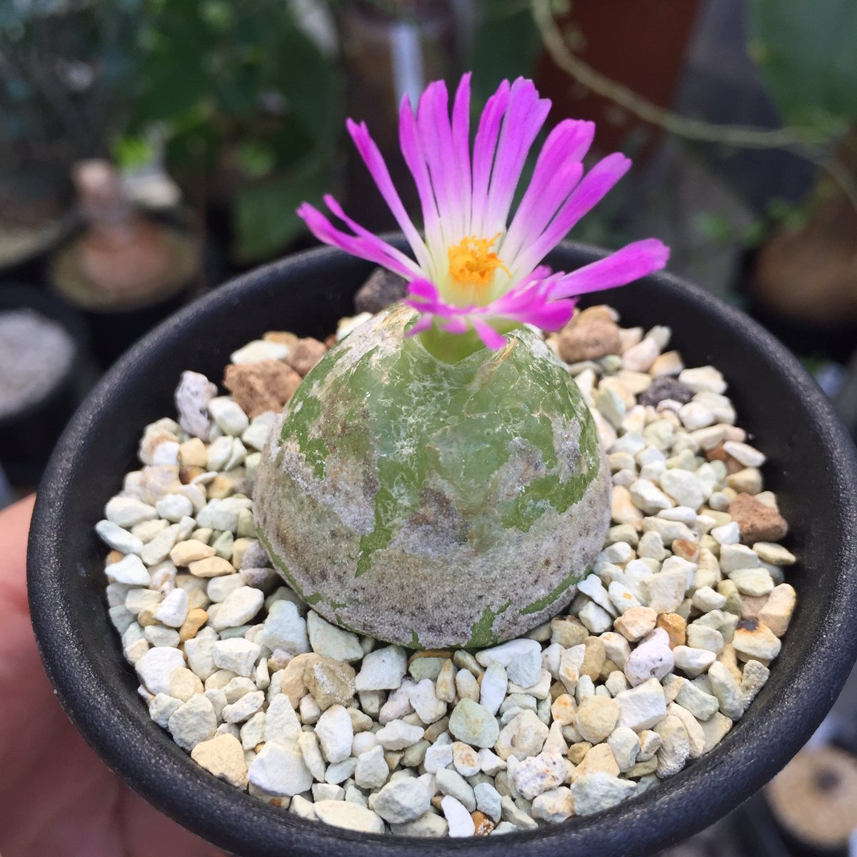 𝗞𝗔𝗞𝗨𝗦𝗘𝗡 𝗘𝗡 本日もたくさんのお客様にご来店いただき誠にありがとうございます 鶴仙園西武池袋店の閉店時間は夜8時です 皆様のご来店をお待ちしております 1枚目 コノフィツム ブルゲリ 2枚目 セダム 小松緑 3枚目 ナリーダロマン 4