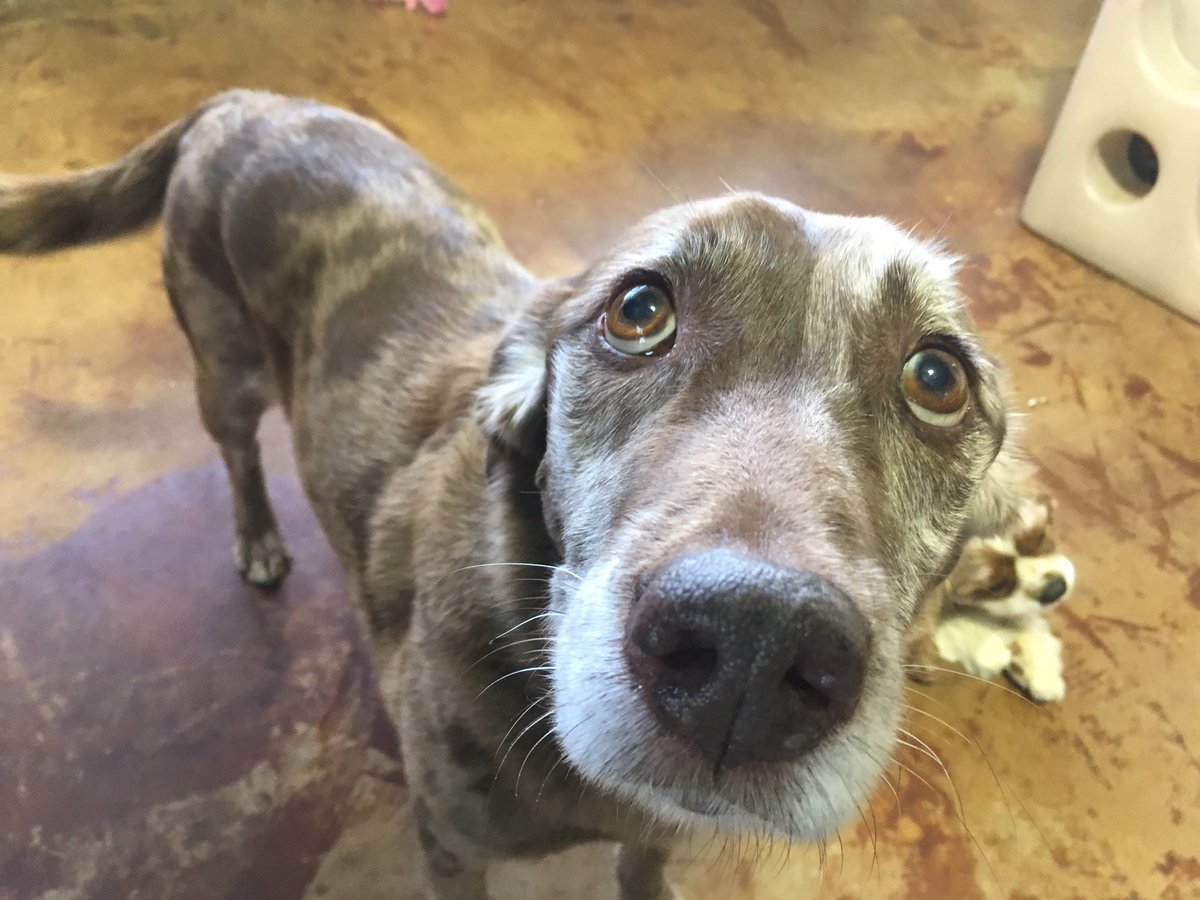 EastPlanoDogs's tweet photo. Those eyes! https://t.co/2j56c4pb8f