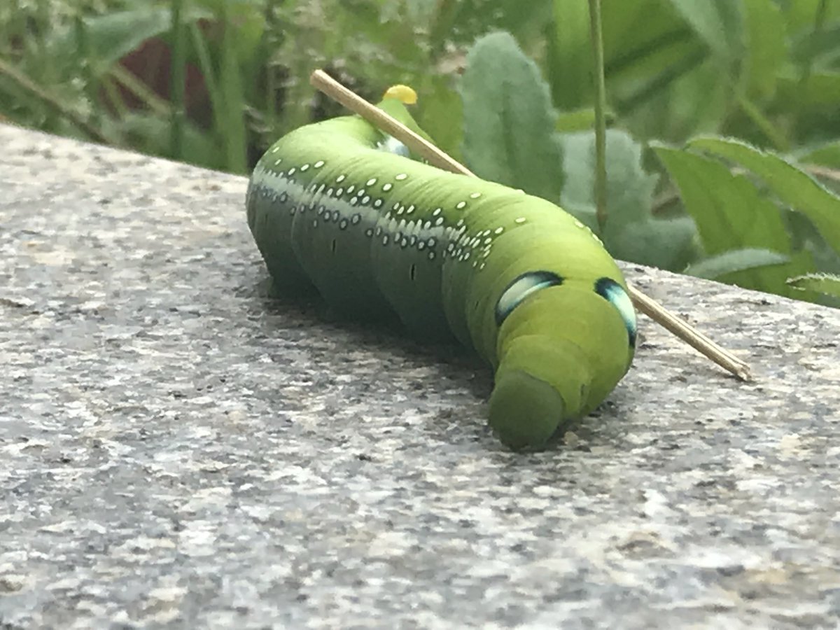 CX_Roshnie's tweet photo. Caught on campus! Apparently a butterfly’s caterpillar. Beautiful ! Blessings of coffee walks @tech_mahindra @snehaachuthan https://t.co/IKHuz2iGRY