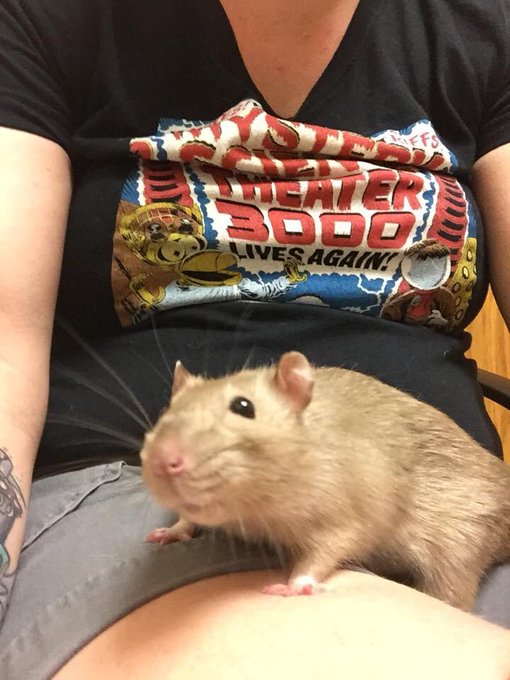 I had to take one of my rattos to the vet 4 the first time today. He is gonna be ok! Thank you PHX exotic<a href="/tag/buzz"class="tags"><span>#buzz</span></a><a href="/tag/thatfacetho"class="tags"><span>#thatfacetho</span></a>