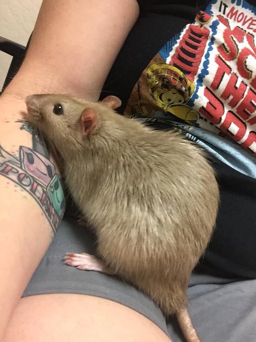 I had to take one of my rattos to the vet 4 the first time today. He is gonna be ok! Thank you PHX exotic<a href="/tag/buzz"class="tags"><span>#buzz</span></a><a href="/tag/thatfacetho"class="tags"><span>#thatfacetho</span></a>