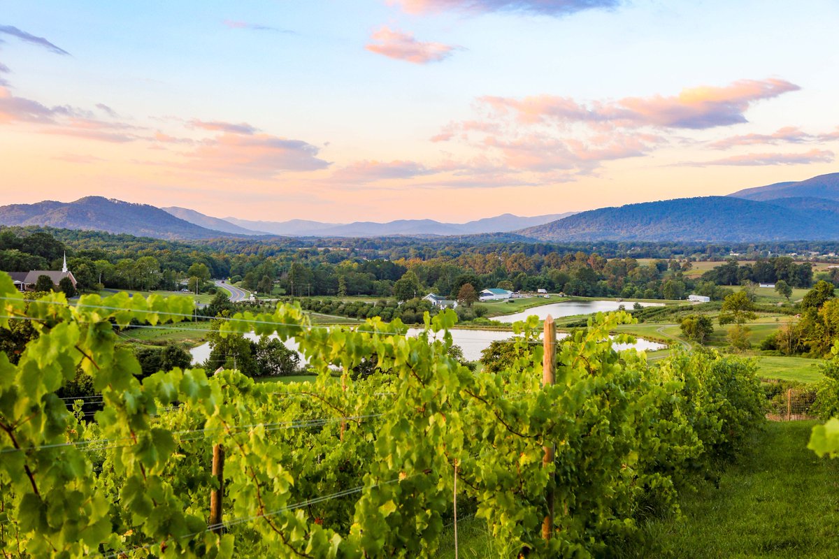 valleyroadwines's tweet photo. It's #OctoberVaWineMonth - celebrate outdoors with us! https://t.co/b6Q9wzn3Q9 https://t.co/B0qBfEnwIs