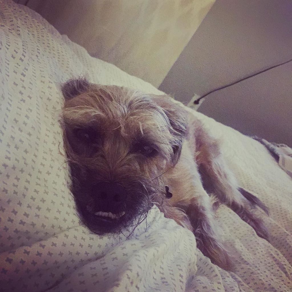 JessieDecker's tweet photo. Pillow talk. #teethfirst #lifeofporky #underbiteunite https://t.co/utJXXRo3C6 https://t.co/xhVeFBVtCj