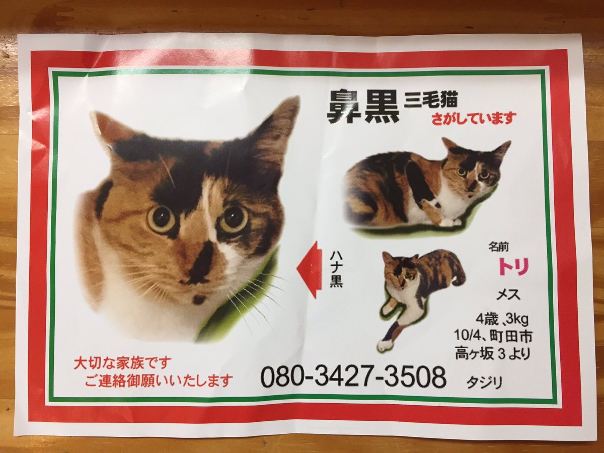 キッチンハウスたんぽぽ On Twitter 拡散希望 町田市高ヶ坂3丁目から猫ちゃんが迷子になっています ツイッターで確認したら引越しの途中で逃げ出してしまったそう お外を知らない子のようなので どこかに隠れているのかな 早く見つけてあげたい 祈りが届きます