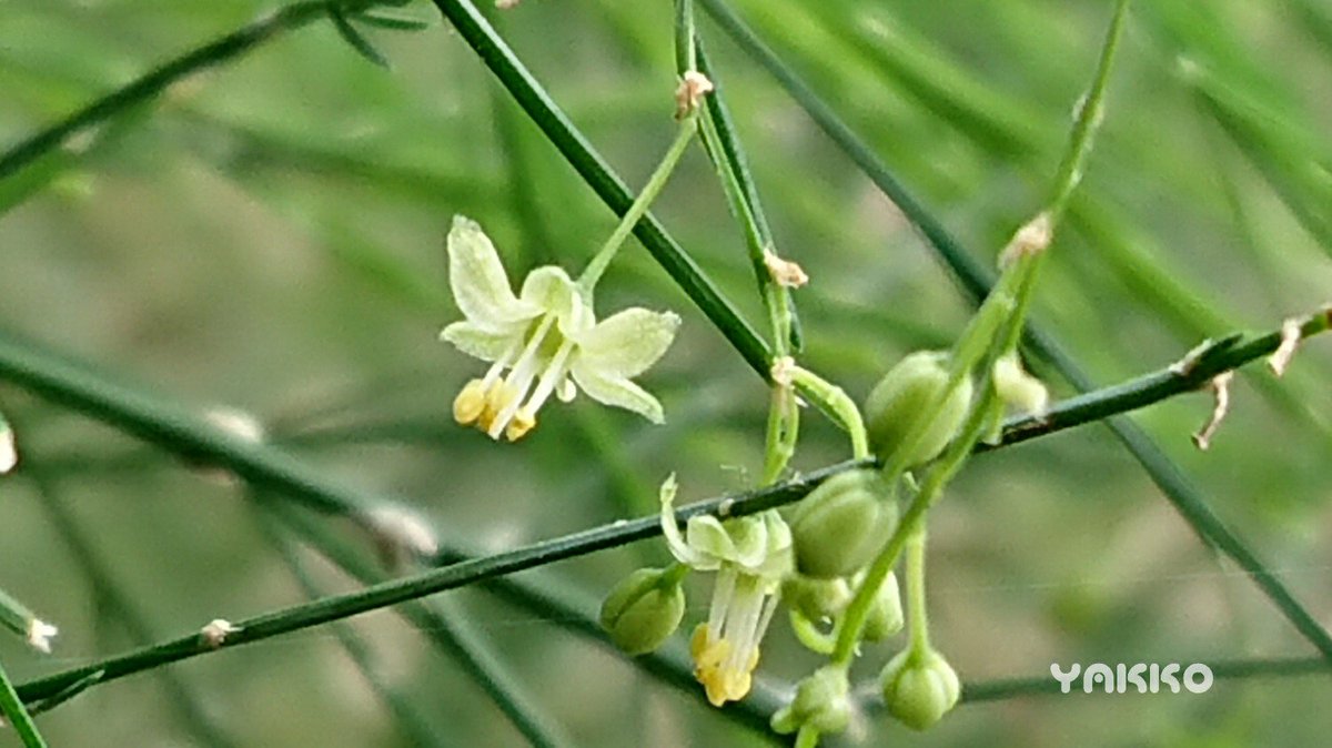 アスパラガスナナス