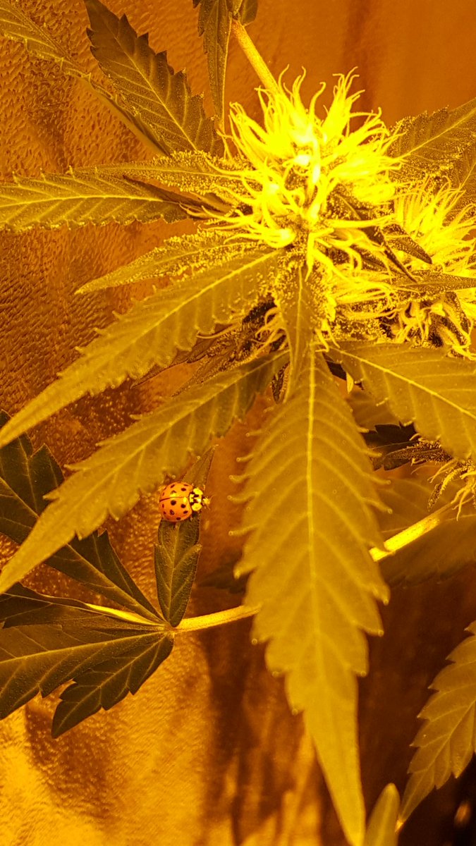 Vatfaires's tweet photo. Grower's Best Friend 👨‍🌾😚💘 https://t.co/MBOiPpBgw8