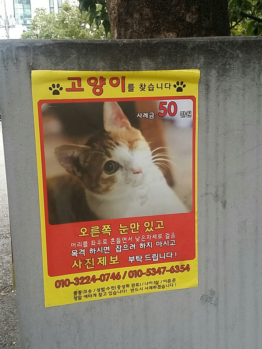 사탕고양 tweet media