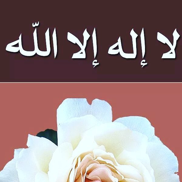 baasha1111's tweet photo. Subhan Allah.      ☘️           Alhamdulillah.       ☘️           lailah'illalah Akber☘️#Baasha_ahmed https://t.co/wn66RAa1NE