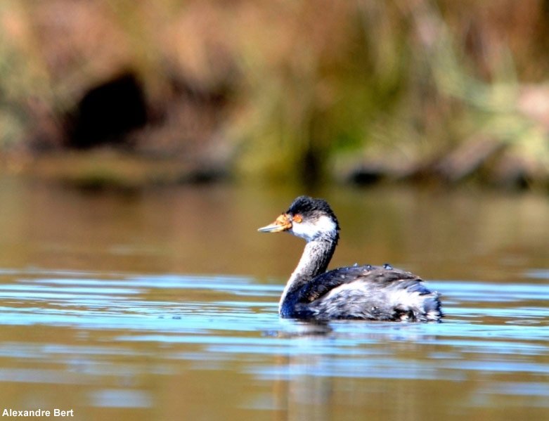 Ornithomedia On Twitter Comment Expliquer Les