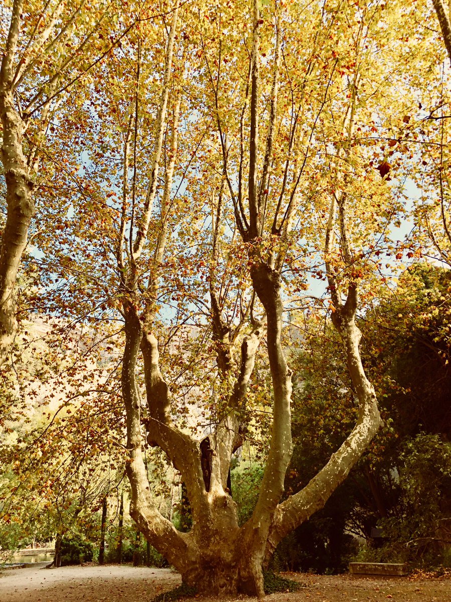 Kitchen_Garten's tweet photo. #Platane in #Fontainedevaucluse #Lasorgue #Provence #France #Frankreich riesig und wunderschön https://t.co/GYoKfat6ND