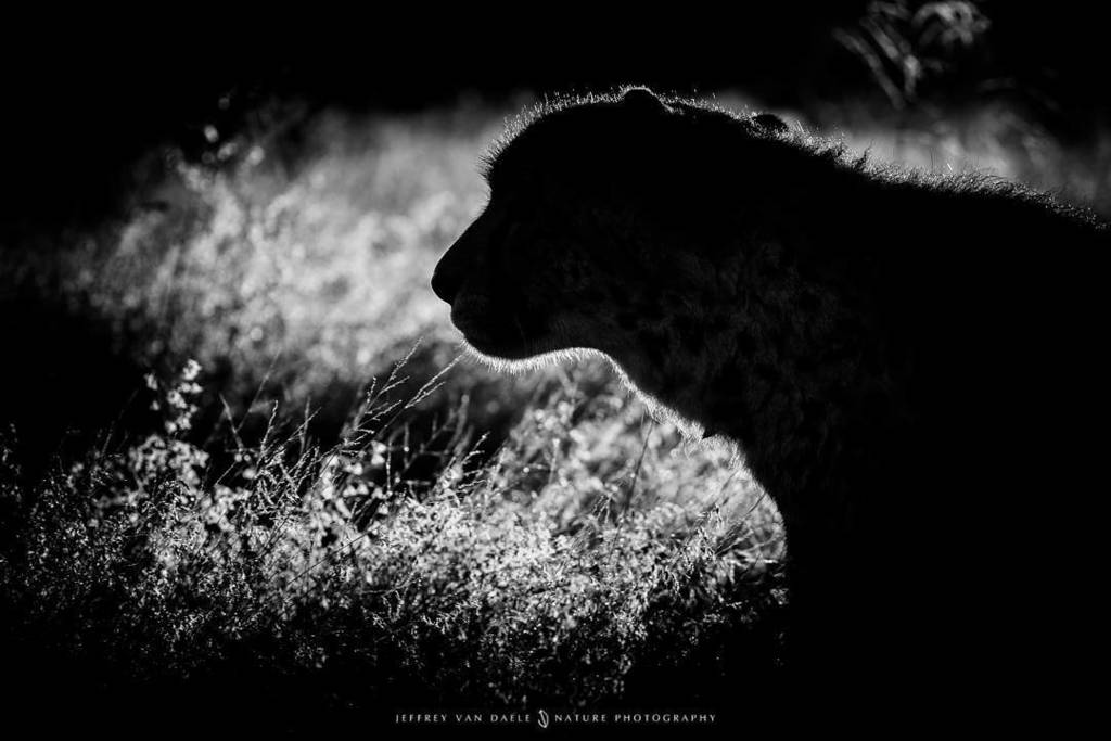 There is only one more spot open on our #starlingreizen photography tour to #namibia in 2018. Who joins us?

#anim… ift.tt/2yicTxK