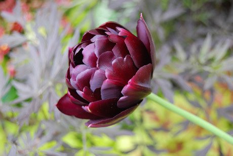創作に使える花ことば على تويتر ブラックヒーロー 黒い品種のチューリップ 若干赤みがかった黒いチューリップで1 3月頃がシーズン 花言葉は 永遠の愛 花ことば 花言葉 創作に使える花ことば على تويتر ブラックヒーロー 黒い品種のチューリップ 若干赤みがかった黒いチューリップで1 3月頃がシーズン 花言葉は 永遠の愛 花ことば 花言葉