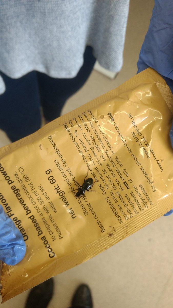HandfordSally's tweet image. Looks like our participants were eating beatles on exercise! The Breacon beetle has now been rehomed on the lab windowsill at Sandhurst!