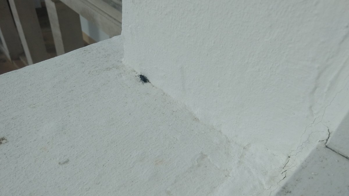 HandfordSally's tweet image. Looks like our participants were eating beatles on exercise! The Breacon beetle has now been rehomed on the lab windowsill at Sandhurst!