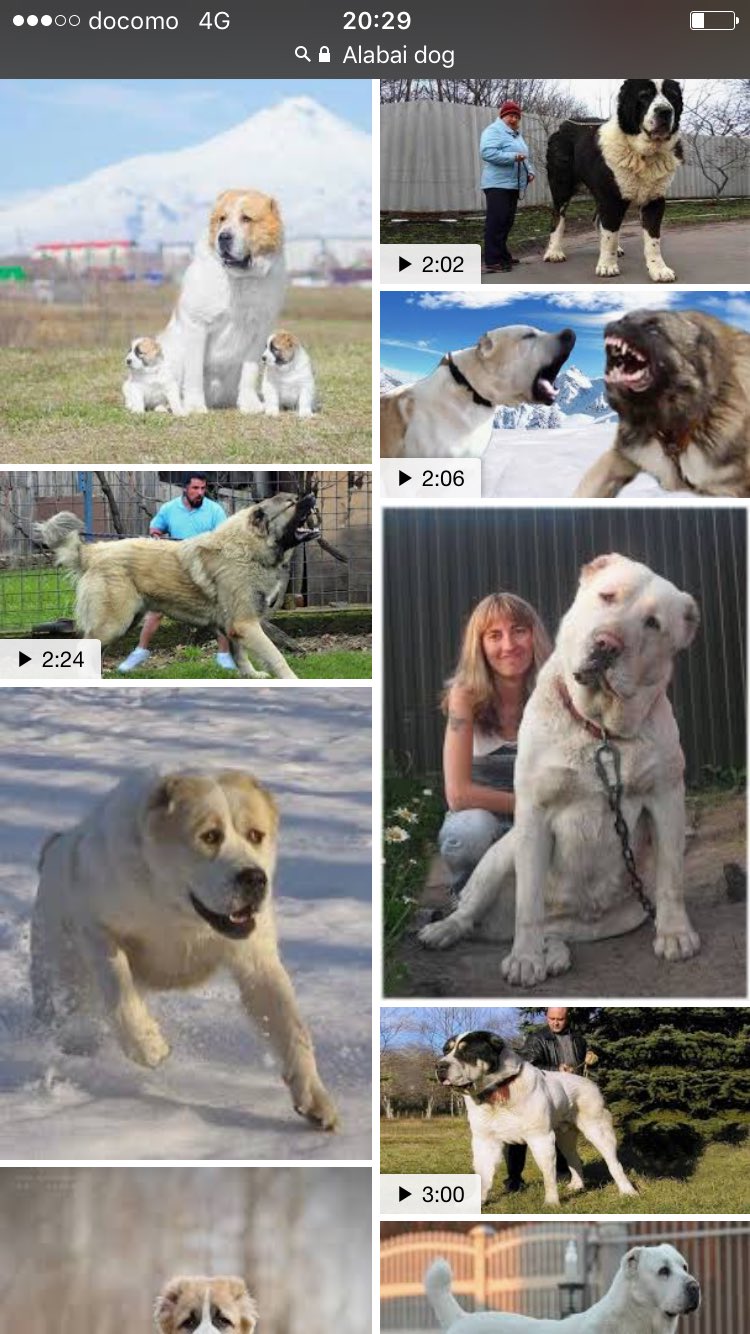 Babi En Twitter プーチン大統領に贈られた子犬がデカかったので アラバイ犬ってどんな犬だろうって検索したら え コラ