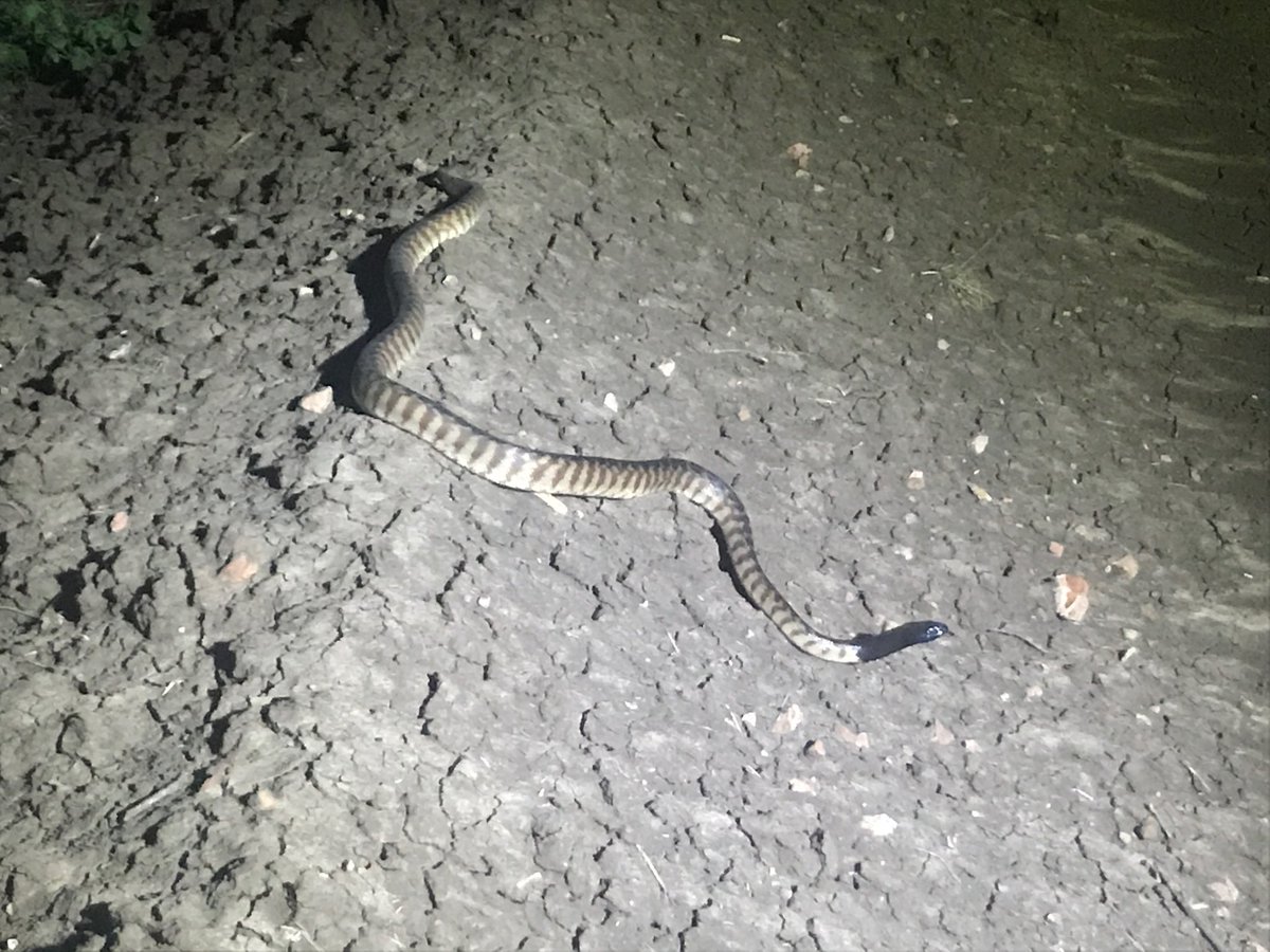 ordsomefarmer's tweet photo. Stopped to have a chat with this #ordsome fella while out on the tractor. Didn't sssssssay much #blackheadedpython https://t.co/voOYUJ2GEc