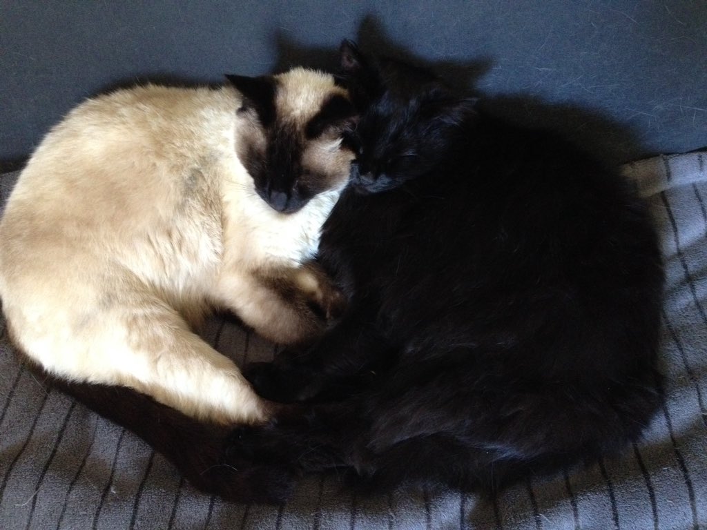 RhinoGayle's tweet photo. @CabOfficeMogs Meanwhile in South Africa, Ossie's twin sister Anouke consoles her exhausted brother who got shocked by the electric fence earlier😿#snuzzles https://t.co/oU0Tt0Fr9U