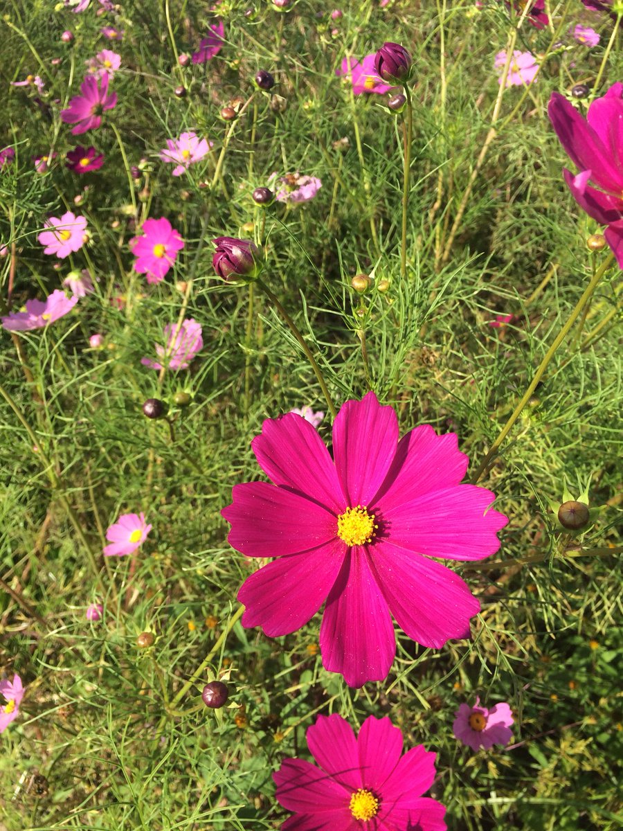 吉見町コスモス畑