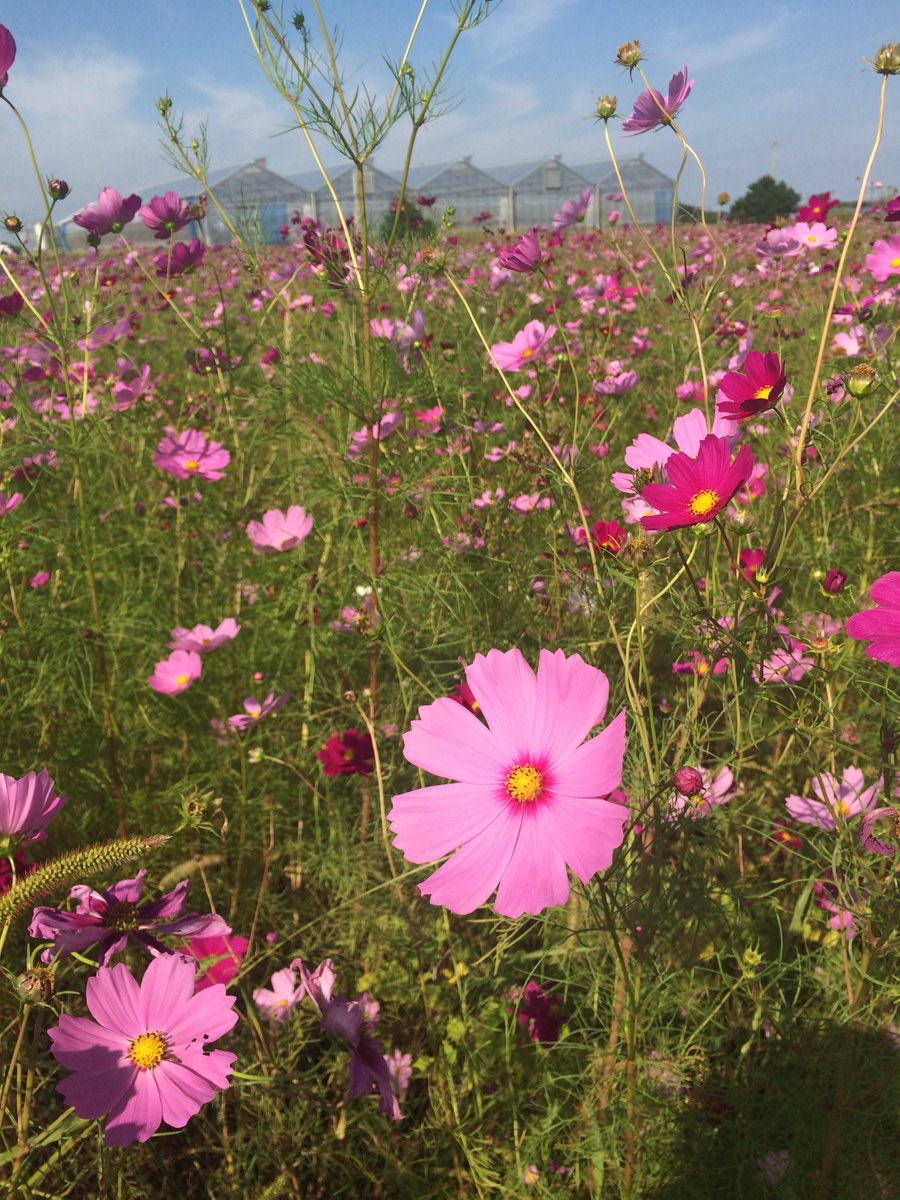 吉見町コスモス畑