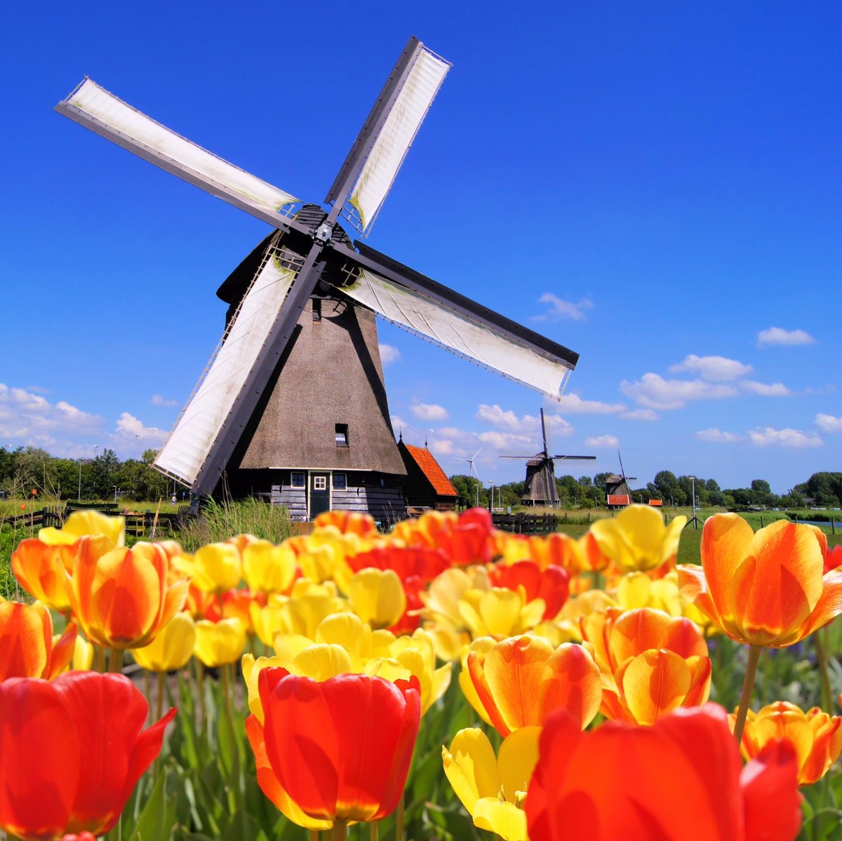 Holland_IND's tweet photo. The 25 miles long #FlowerRoute takes you through the prime #Dutch tulip county along the horizon of western #Holland.
#HelloHolland #magical https://t.co/xi87ngKV39