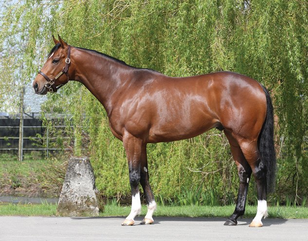 A great selection of stallion noms up for grabs at John Shortt Legends Auction plus much more bit.ly/2xteRrq #GrabYourFillyADate