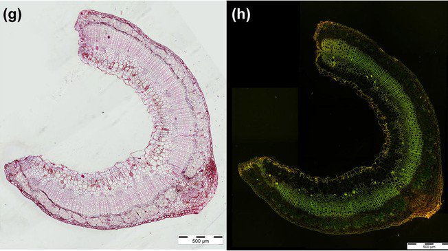 Self-healing materials inspired by plants developed by #EPFL scientists actu.epfl.ch/news/self-heal… #epfl