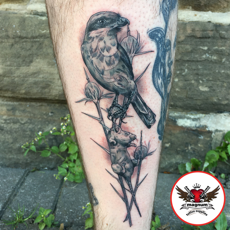 MagnumTattoo's tweet photo. Rachael Rose Tattoo's #animal piece using #magnumtattoosupplies 👏👏👍
#tattoodoo #artsnob #oldlines #nature #artcollective #animals #bird https://t.co/ullrGVO1Zw