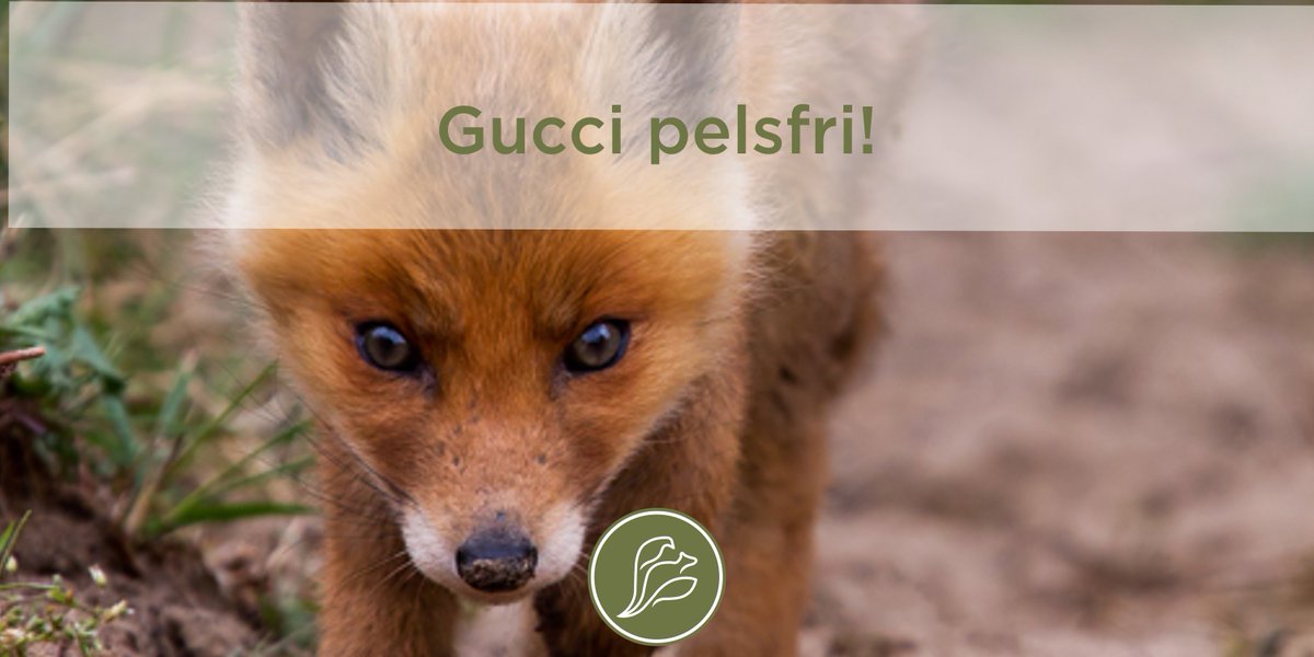 Hurra! <a href="/gucci/">gucci</a> blir #pelsfri fra 2018! bit.ly/2z0NiXy 

Se alle pelsfrie merker hoz Dyrevernalliansen:

dyrevern.no/pelsfri/pelsfr…