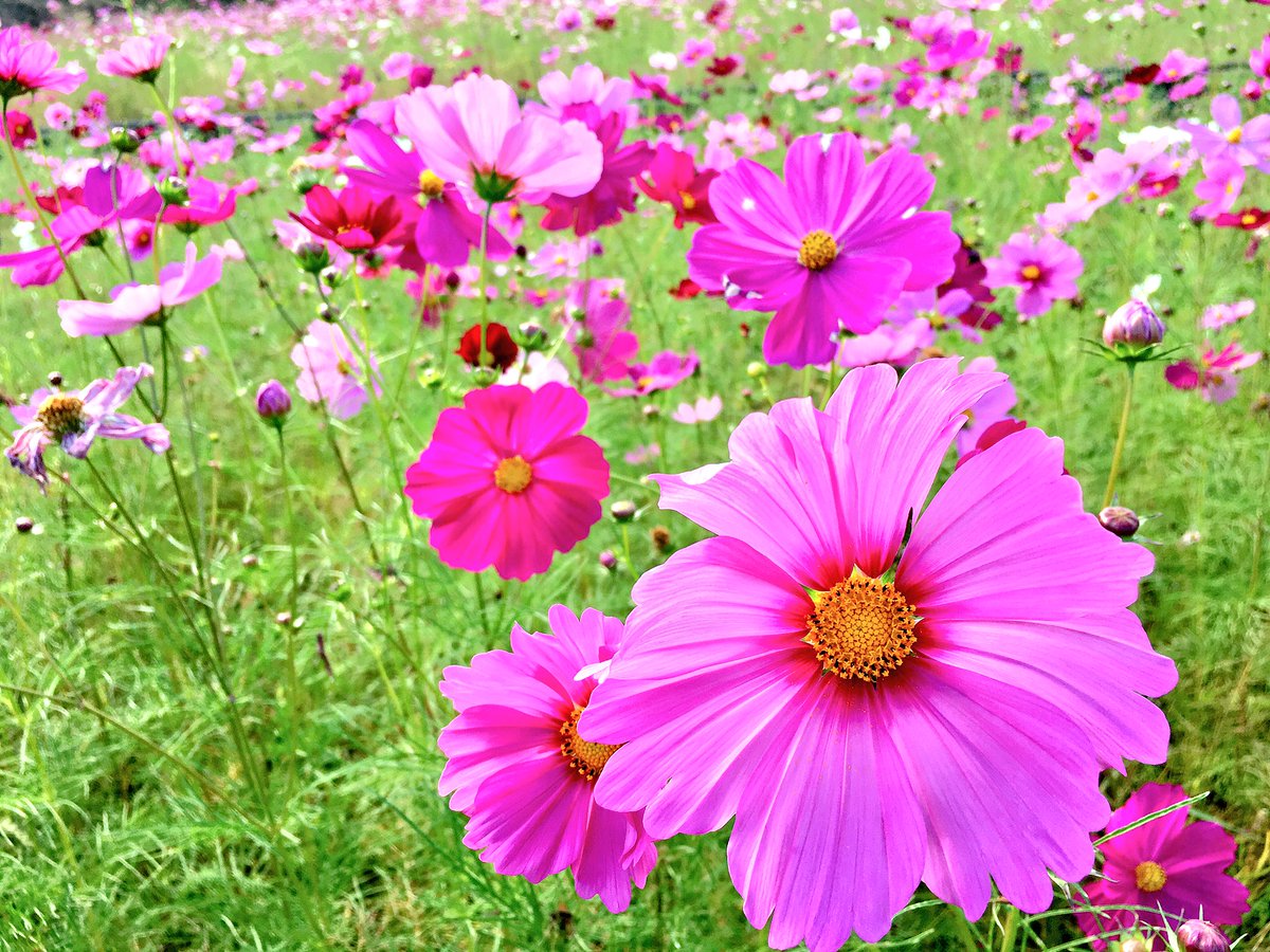 島田真梨子 フリーアナウンサー 今日は秋のフルーツの取材へ 帰りに今が見頃の殿地区のコスモス畑にも立ち寄りました この週末に是非 お出かけください Kmix コスモス畑 藤枝市