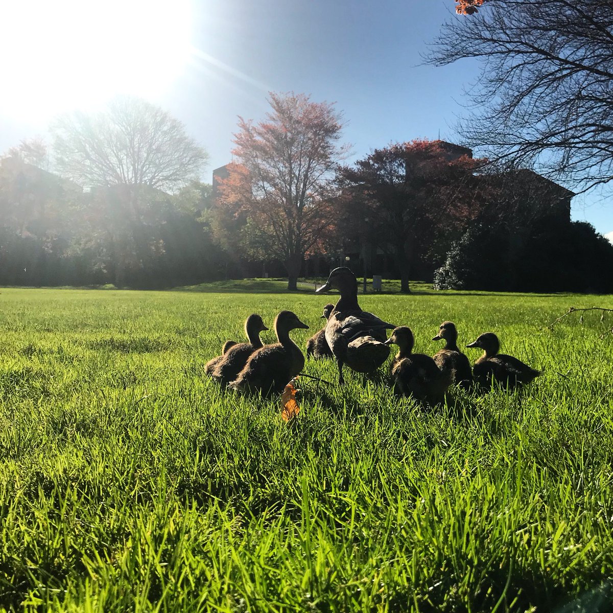 M (@sharkie_x) on Twitter photo ‘October 12th - creature’ Made some furry little friends in the sunshine today ❤️🦆☀️#mhawnz <a href="/mentalhealthnz/">Mental Health Foundation of New Zealand</a> ‘October 12th - creature’ Made some furry little friends in the sunshine today ❤️🦆☀️#mhawnz <a href="/mentalhealthnz/">Mental Health Foundation of New Zealand</a>