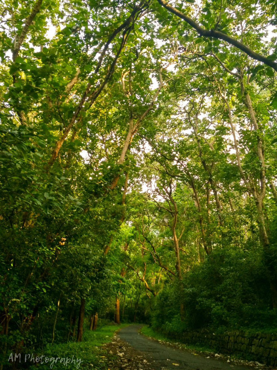 Podhigai_Nature's tweet photo. Path in the beautiful green forest in evening...

#Podhigai_Malai   #nature #forest https://t.co/U6RLxYSk8I