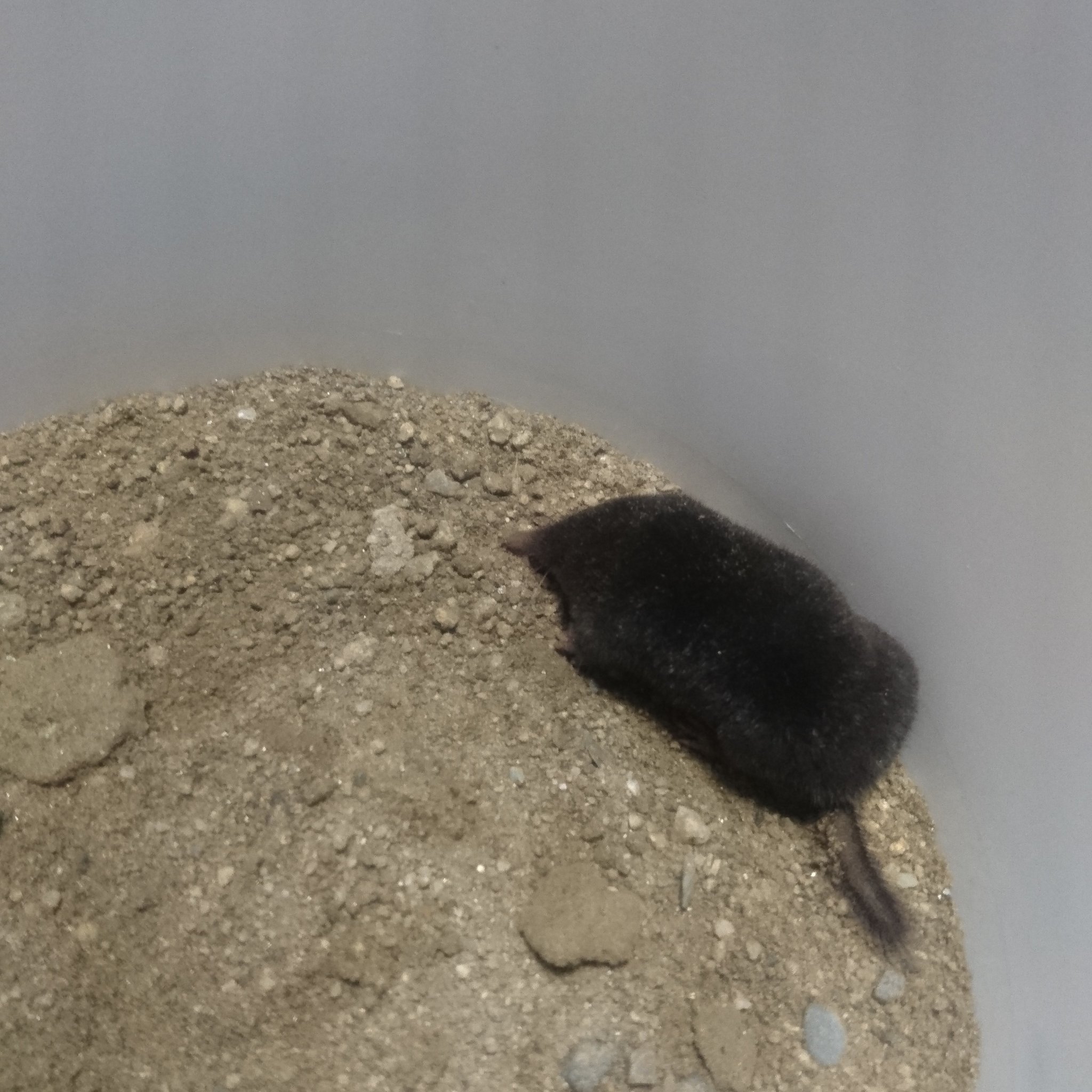 あちゃみ ポケモン 日常アカ あっ 何か外で猫がにゃおーんって騒いでて 近くで キィーキィーキィー っていう 騒ぎ声も聞こえたから見に行ったら黒くて 小さい物体を猫が追い掛け回してたから 救出したら 何とこどものモグラwww めちゃくちゃ可愛い