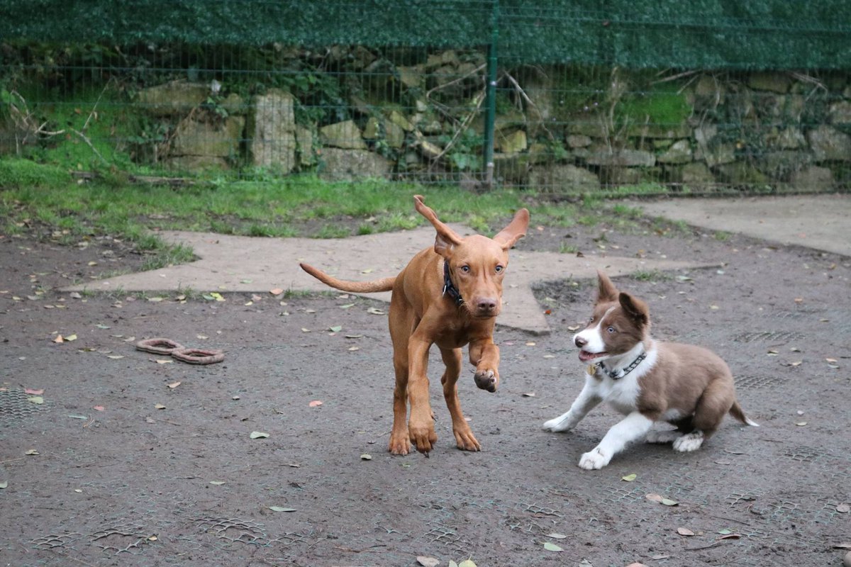 DoggyDaycareSW's tweet photo. Puppy day care not only ensures your pup will have lots of fun but also helps with basic training and socialisation. #cornwall #puppies https://t.co/Qnsa1ddo0n