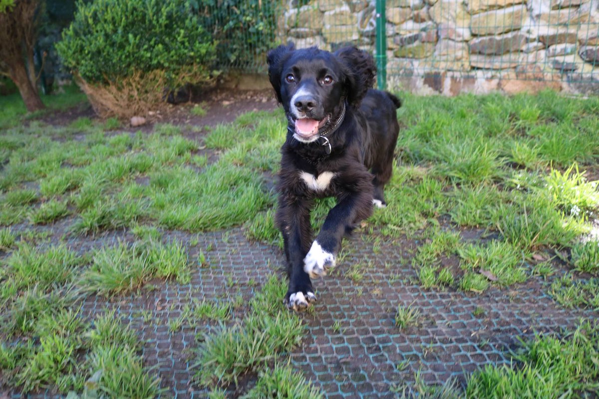 DoggyDaycareSW's tweet photo. Puppy day care not only ensures your pup will have lots of fun but also helps with basic training and socialisation. #cornwall #puppies https://t.co/Qnsa1ddo0n